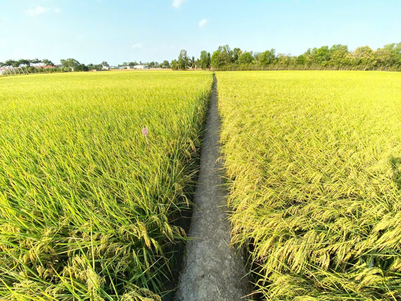 Cánh đồng lúa với lối đi nhỏ ở giữa ruộng