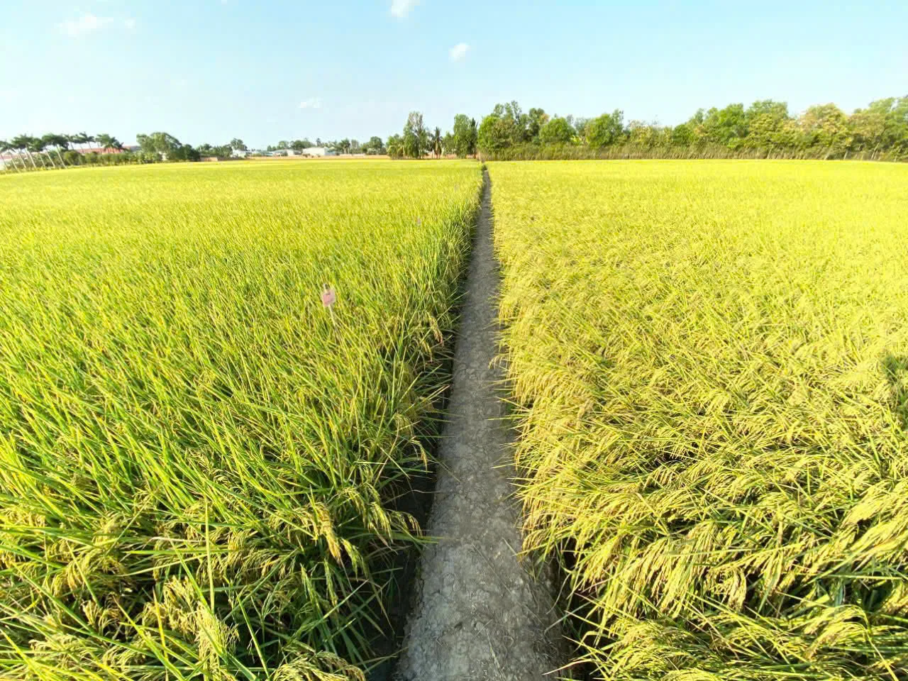 Cánh đồng lúa vùng canh tác lúa – tôm với lối đi nhỏ giữa ruộng