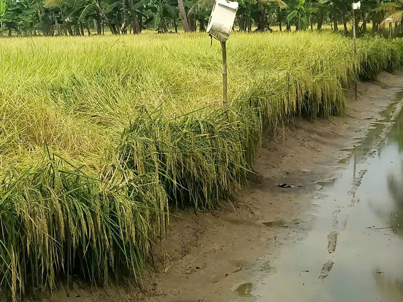 Kênh nước dẫn vào ruộng lúa gần kỳ thu hoạch