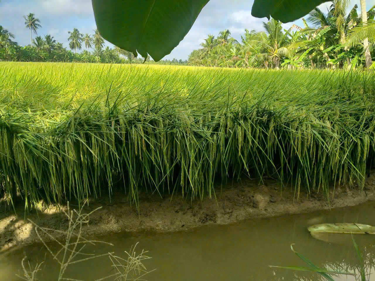 Ruộng lúa miền Tây rợp bóng dừa và cây ăn trái ven bờ