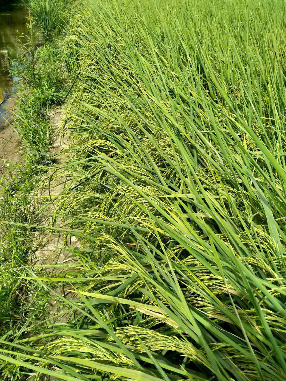 Ruộng lúa ven kênh mương tại vùng canh tác lúa – tôm