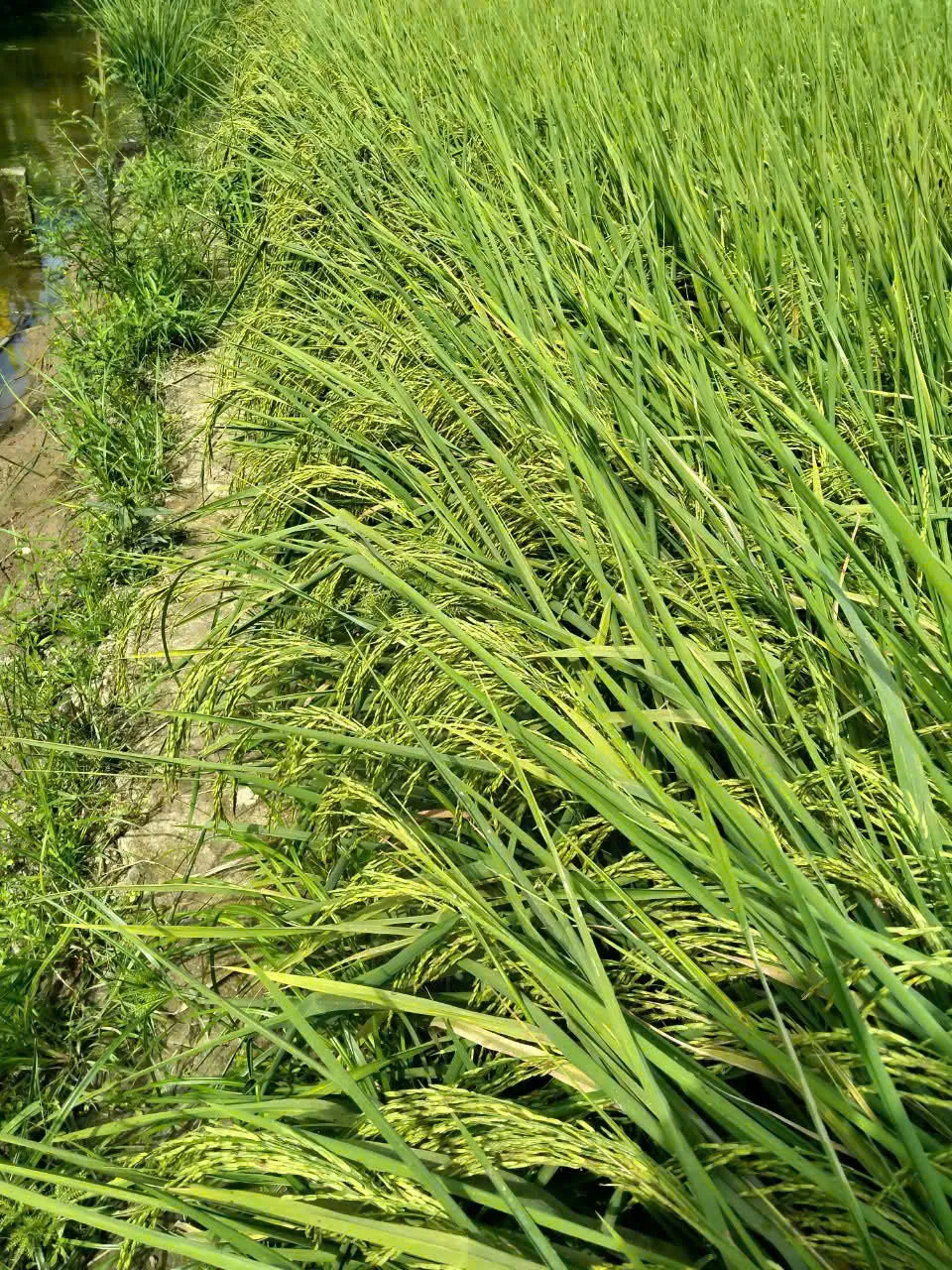 Ruộng lúa ven kênh mương tại vùng canh tác lúa – tôm